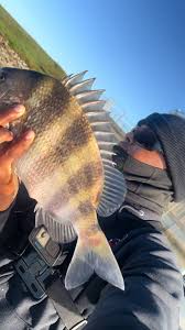 Image result for Archosargus probatocephalus