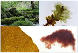 Attēlu rezultāti vaicājumam “Scapania apiculata”