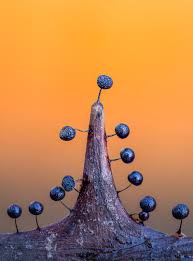 Attēlu rezultāti vaicājumam “Lamproderma violaceum”