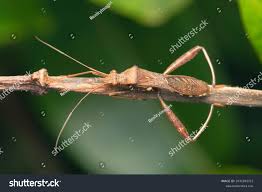 Attēlu rezultāti vaicājumam “Alydus calcaratus”