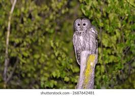 Attēlu rezultāti vaicājumam “Strix aluco”