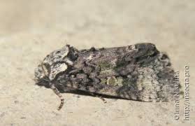 Attēlu rezultāti vaicājumam “Craniophora ligustri imago”