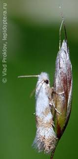 Attēlu rezultāti vaicājumam “Bucculatrix rhamniella”