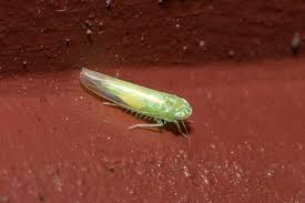 Attēlu rezultāti vaicājumam “Empoasca sp.”