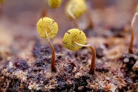 Attēlu rezultāti vaicājumam “Physarum murinum”