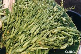 Image result for Raphanus sativus ssp. Oleiformes