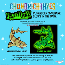 Image result for Haploblepharus edwardsii