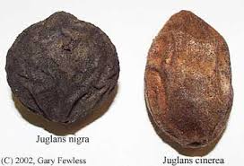 Attēlu rezultāti vaicājumam “Juglans cinerea fruit”