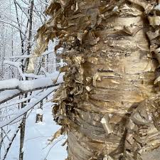 Attēlu rezultāti vaicājumam “Betula alleghaniensis fruit”