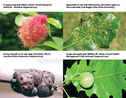 Attēlu rezultāti vaicājumam “gall”