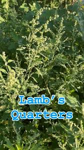 Attēlu rezultāti vaicājumam “Chenopodium acerifolium”