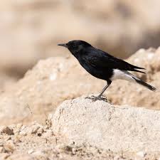 Image result for Oenanthe leucopyga