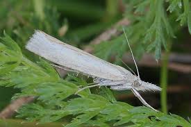 Attēlu rezultāti vaicājumam “Pyralididae”