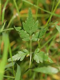 Attēlu rezultāti vaicājumam “Torilis japonica leaf”