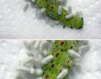 Attēlu rezultāti vaicājumam “Laothoe populi larva”