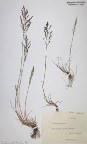 Attēlu rezultāti vaicājumam “Puccinellia distans”