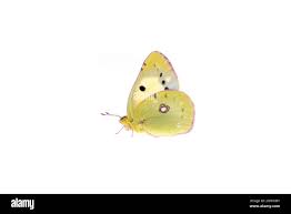 Attēlu rezultāti vaicājumam “Colias croceus underside”