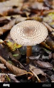 Attēlu rezultāti vaicājumam “Lepiota aspera”