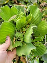 Attēlu rezultāti vaicājumam “Pistia stratiotes leaf”