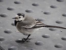 Attēlu rezultāti vaicājumam “Motacilla alba adult”
