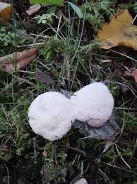 Attēlu rezultāti vaicājumam “Brefeldia maxima young”