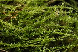 Attēlu rezultāti vaicājumam “Eurhynchium hians”