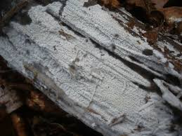 Attēlu rezultāti vaicājumam “Athelia pyriformis”