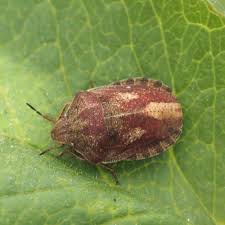 Attēlu rezultāti vaicājumam “Eurygaster testudinaria imago”