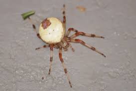 Attēlu rezultāti vaicājumam “Araneus marmoreus”