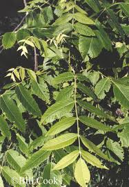 Attēlu rezultāti vaicājumam “Juglans cinerea leaf”