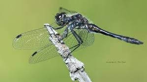 Attēlu rezultāti vaicājumam “Sympetrum danae”