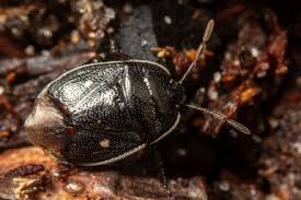 Attēlu rezultāti vaicājumam “Adomerus biguttatus”