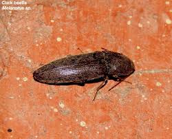 Attēlu rezultāti vaicājumam “Melanotus sp.”