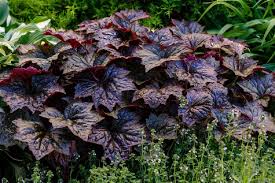 Image result for HEUCHERA americana 'Palace Purple Auslese'