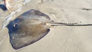 Image result for Bathytoshia centroura