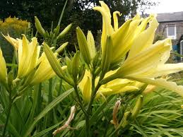 Attēlu rezultāti vaicājumam “Hemerocallis lilioasphodelus flower”