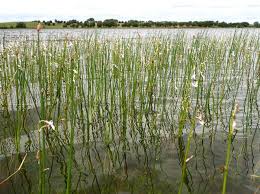 Attēlu rezultāti vaicājumam “Lobelia dortmanna”