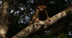 Attēlu rezultāti vaicājumam “Lycogala asperum macro”