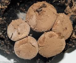 Attēlu rezultāti vaicājumam “Asterophora lycoperdoides”