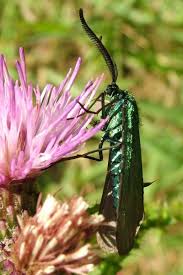 Attēlu rezultāti vaicājumam “Adscita statices”