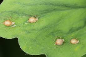 Attēlu rezultāti vaicājumam “Acyrthosiphon”