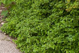 Attēlu rezultāti vaicājumam “Ribes alpinum leaf”