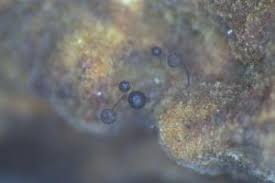 Attēlu rezultāti vaicājumam “Comatricha fragilis macro”