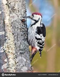 Attēlu rezultāti vaicājumam “Dendrocopos leucotos”