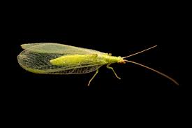 Attēlu rezultāti vaicājumam “Chrysopa”