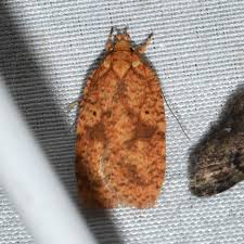 Attēlu rezultāti vaicājumam “Agonopterix ciliella imago”