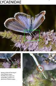 Attēlu rezultāti vaicājumam “Plebejus argus / Plebejus idas”