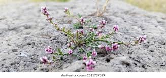 Attēlu rezultāti vaicājumam “Glaux maritima”