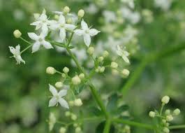 Attēlu rezultāti vaicājumam “Galium album bud”