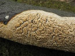 Attēlu rezultāti vaicājumam “Hyphodontia barba-jovis”